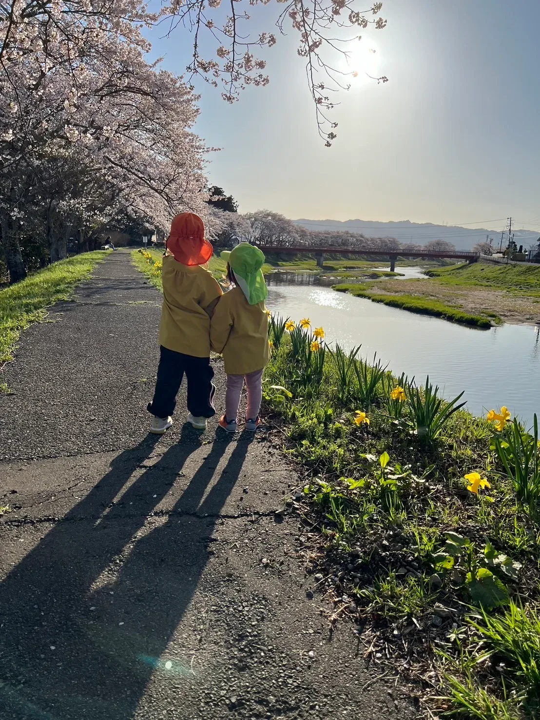 小高川沿いの桜並木を歩く子どもたち